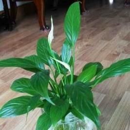 一帆风顺烂根怎么办