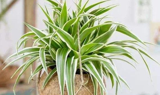 卫生间有臭味怎么处理