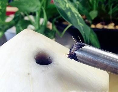 如何用开椰器开椰子