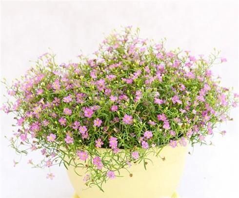 怎样种满天星才能爆盆