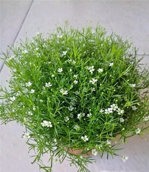 怎样种满天星才能爆盆