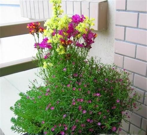 怎样种满天星才能爆盆