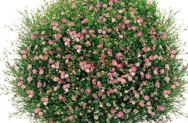 怎样种满天星才能爆盆