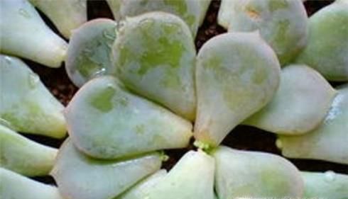 叶插多肉要注意什么 多肉插叶注意事项