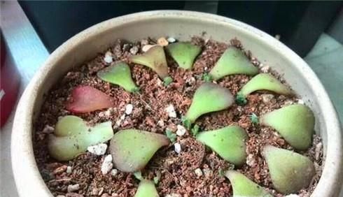 叶插多肉要注意什么 多肉插叶注意事项