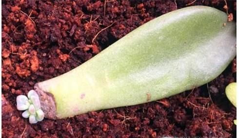 叶插多肉要注意什么 多肉插叶注意事项