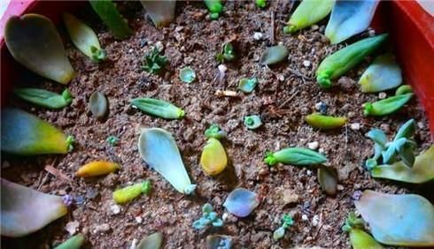 叶插多肉要注意什么 多肉插叶注意事项