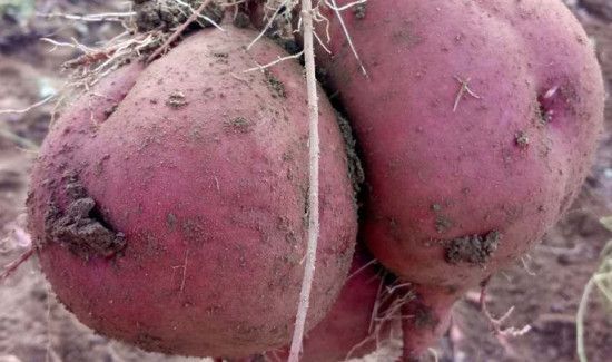 山芋和红薯有区别吗