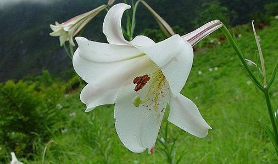 长期吃百合有什么害处