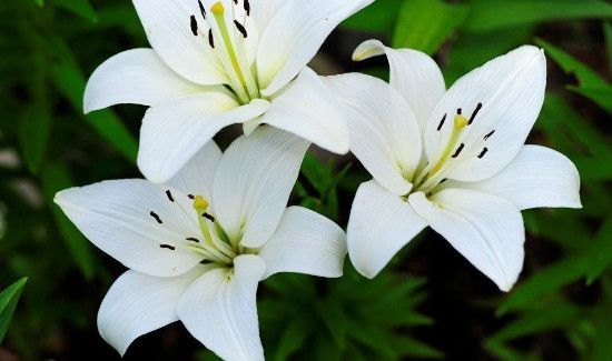 长期吃百合有什么害处