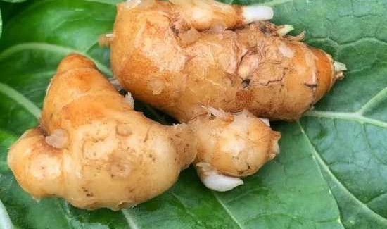 沙姜发芽了还能吃吗