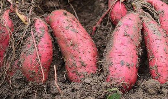 山芋和红薯有区别吗