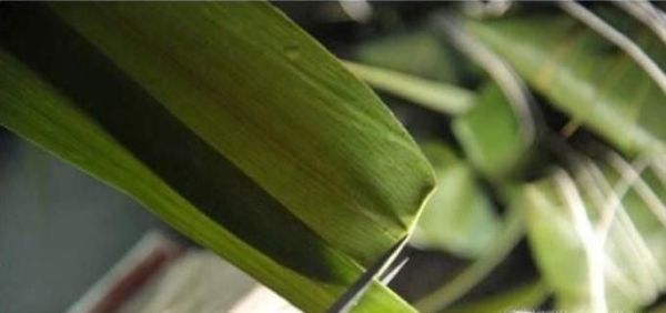 鲜粽叶怎么处理