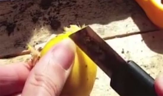 土豆长了一点点小芽可以吃吗