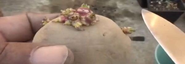 土豆长了一点点小芽可以吃吗