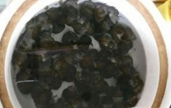 小窍门之——田螺怎么洗最快最干净