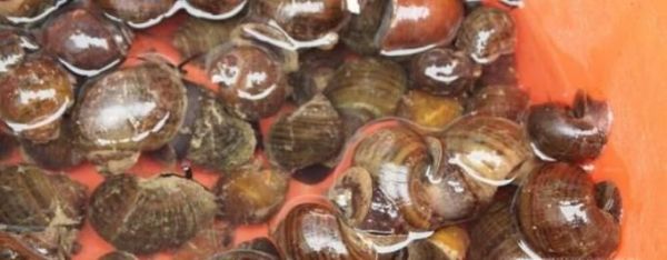 小窍门之——田螺怎么洗最快最干净