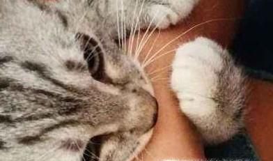 被家猫咬了也需要打狂犬疫苗