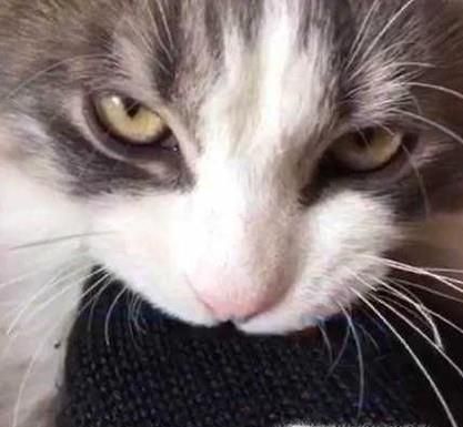 被家猫咬了也需要打狂犬疫苗