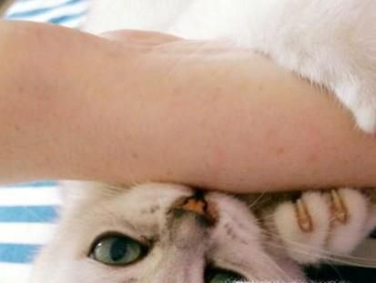 被家猫咬了也需要打狂犬疫苗