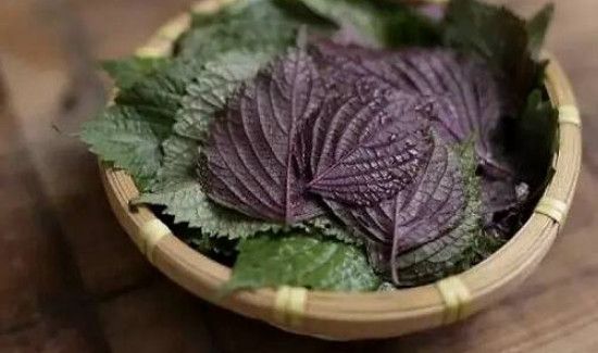 新鲜紫苏叶能泡水喝吗