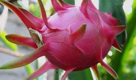 火龙果要放冰箱冷藏吗