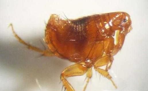 怎么彻底消灭跳蚤、彻底消灭跳蚤的方法