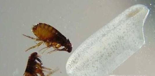 怎么彻底消灭跳蚤、彻底消灭跳蚤的方法