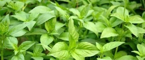 荆芥的功效与作用