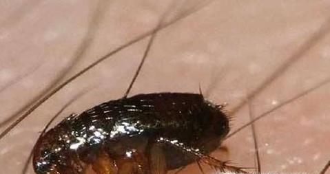 怎么彻底消灭跳蚤、彻底消灭跳蚤的方法