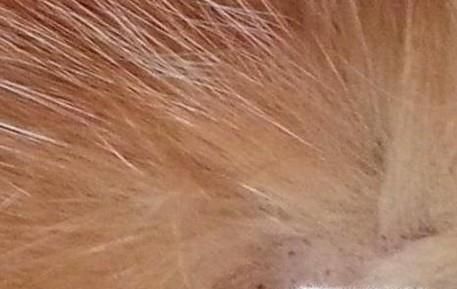 怎么彻底消灭跳蚤、彻底消灭跳蚤的方法