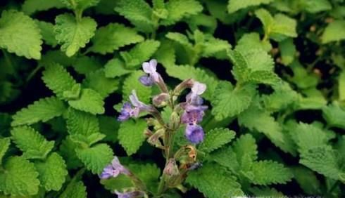 荆芥的功效与作用