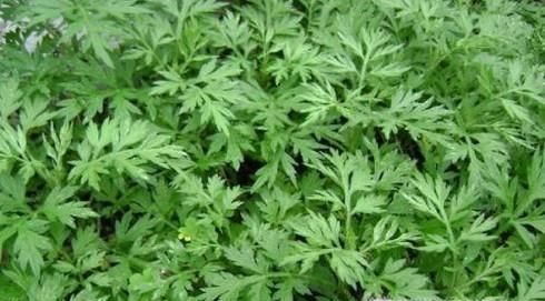 中国端午节的习俗有哪些