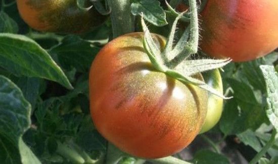 草莓柿子和普通柿子有什么区别