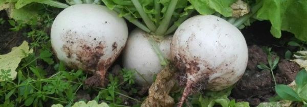 虾和白萝卜能一起吃吗