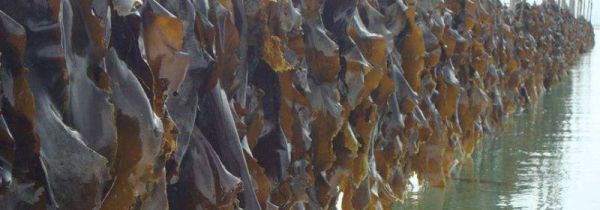 海带上有小疙瘩能吃吗