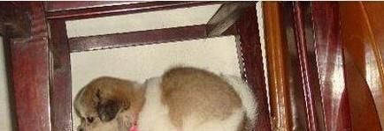 怎样教狗狗用马桶