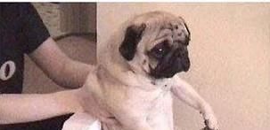 怎样教狗狗用马桶