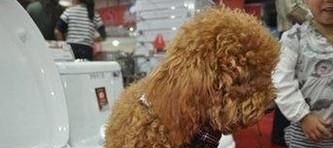 怎样教狗狗用马桶