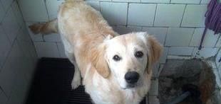 怎样教狗狗用马桶