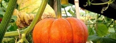 六月初有哪些时令蔬菜