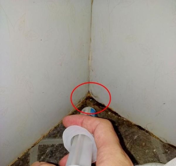 如何有效杀灭蟑螂