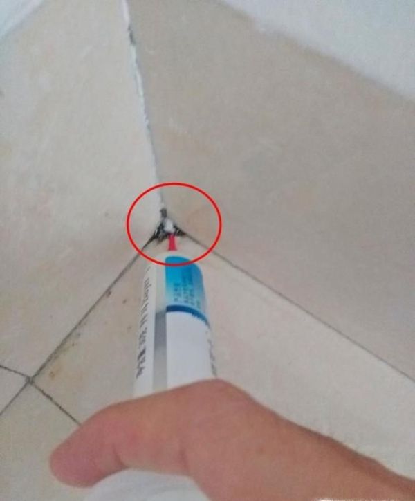 如何有效杀灭蟑螂