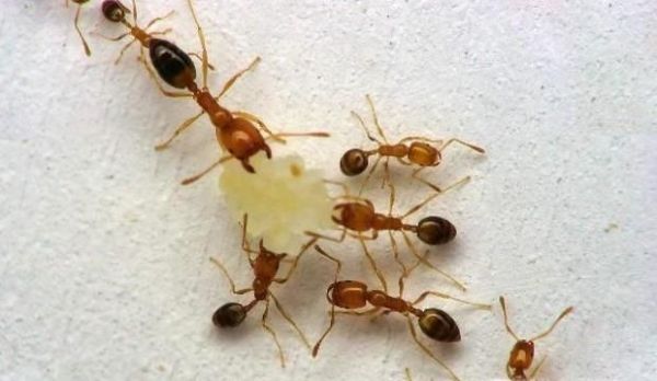 如何去除厨房里的蚂蚁