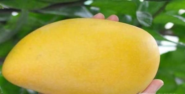 芒果的种植方法