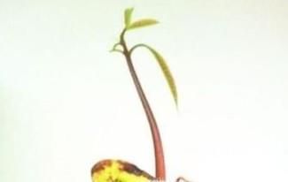芒果的种植方法