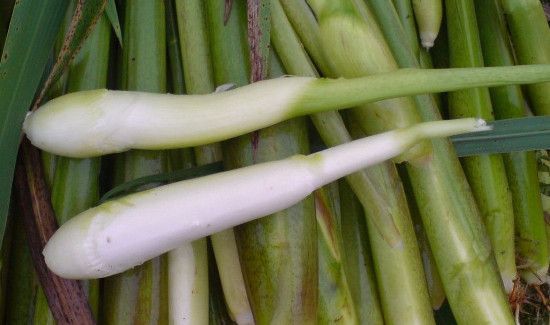 茭白什么人不能吃