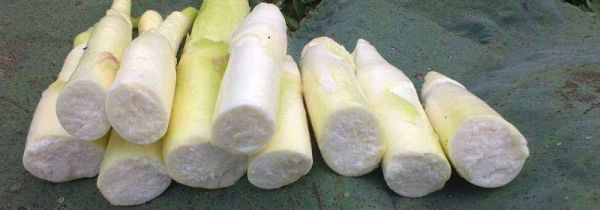 茭白什么人不能吃