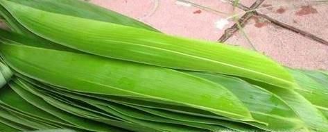 如何挑选粽叶？