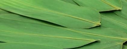 如何挑选粽叶？